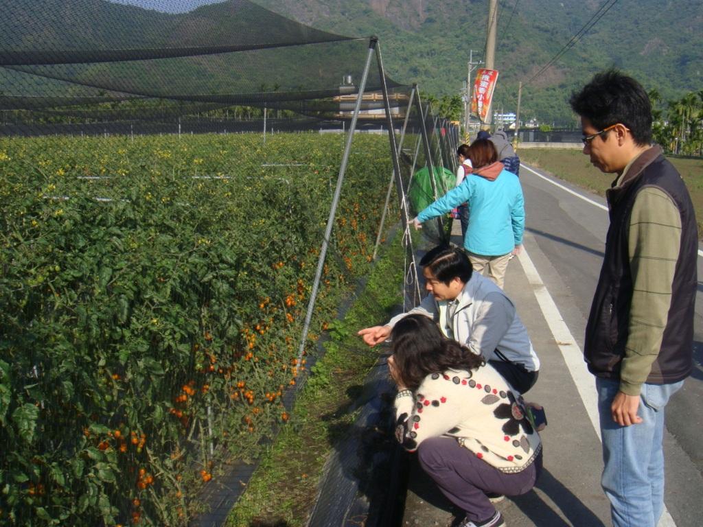 高雄市農業局至番茄產區邀集改良場、農糧署、公所等成立勘災小組前往旗山、美濃及杉林區瞭解災情。 圖：農業局提供