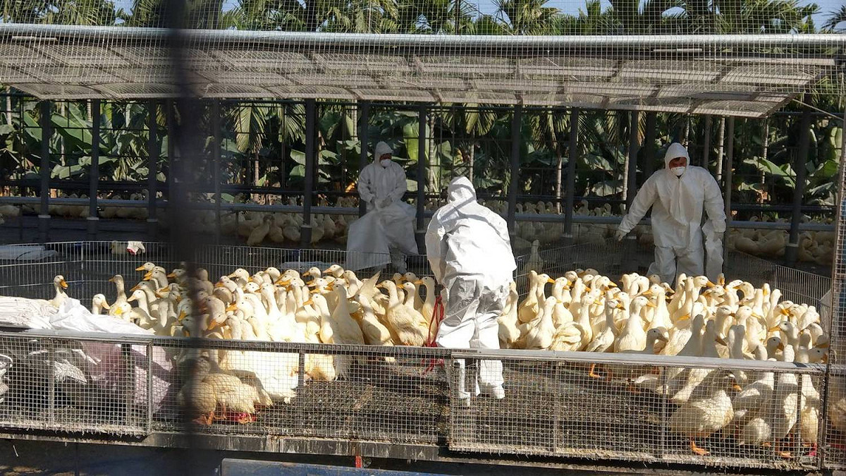 屏東縣有鴨場檢出H5亞型高病原性禽流感，動物防疫所撲殺約3萬9千隻肉鴨。 圖：屏東縣動物防疫所提供