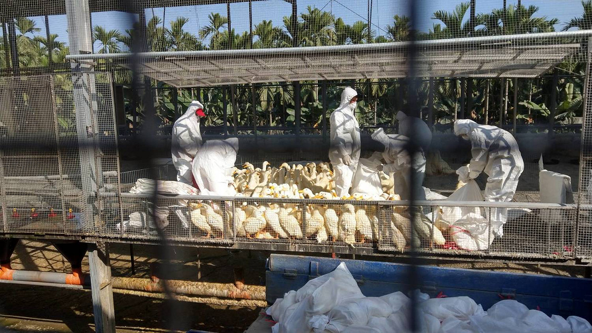 屏東縣動物防疫所今(12)日在鹽埔鄉1處肉鴨場，檢出H5亞型高病原性禽流感陽性。 圖：屏東縣動物防疫所提供
