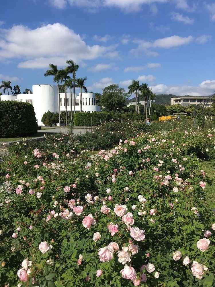 開花不斷且花量豐滿的茶玫櫻鏡。 圖：台北市工務局/提供