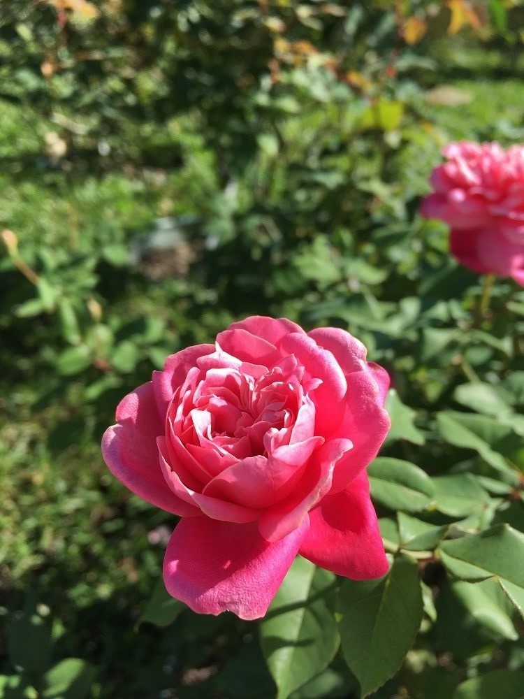帶著粉紅胭脂的「替立爾先生」花型動人。 圖：台北市工務局/提供