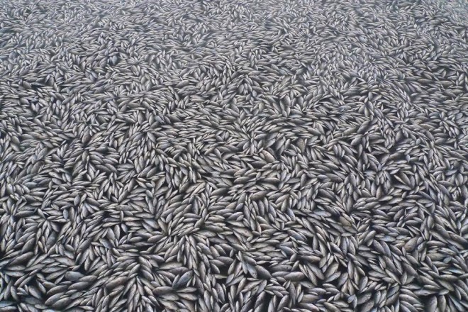 雲林、嘉義一帶養殖漁業因受到強烈寒流來襲，許多魚都翻肚死亡。 圖：翻攝我們的島臉書