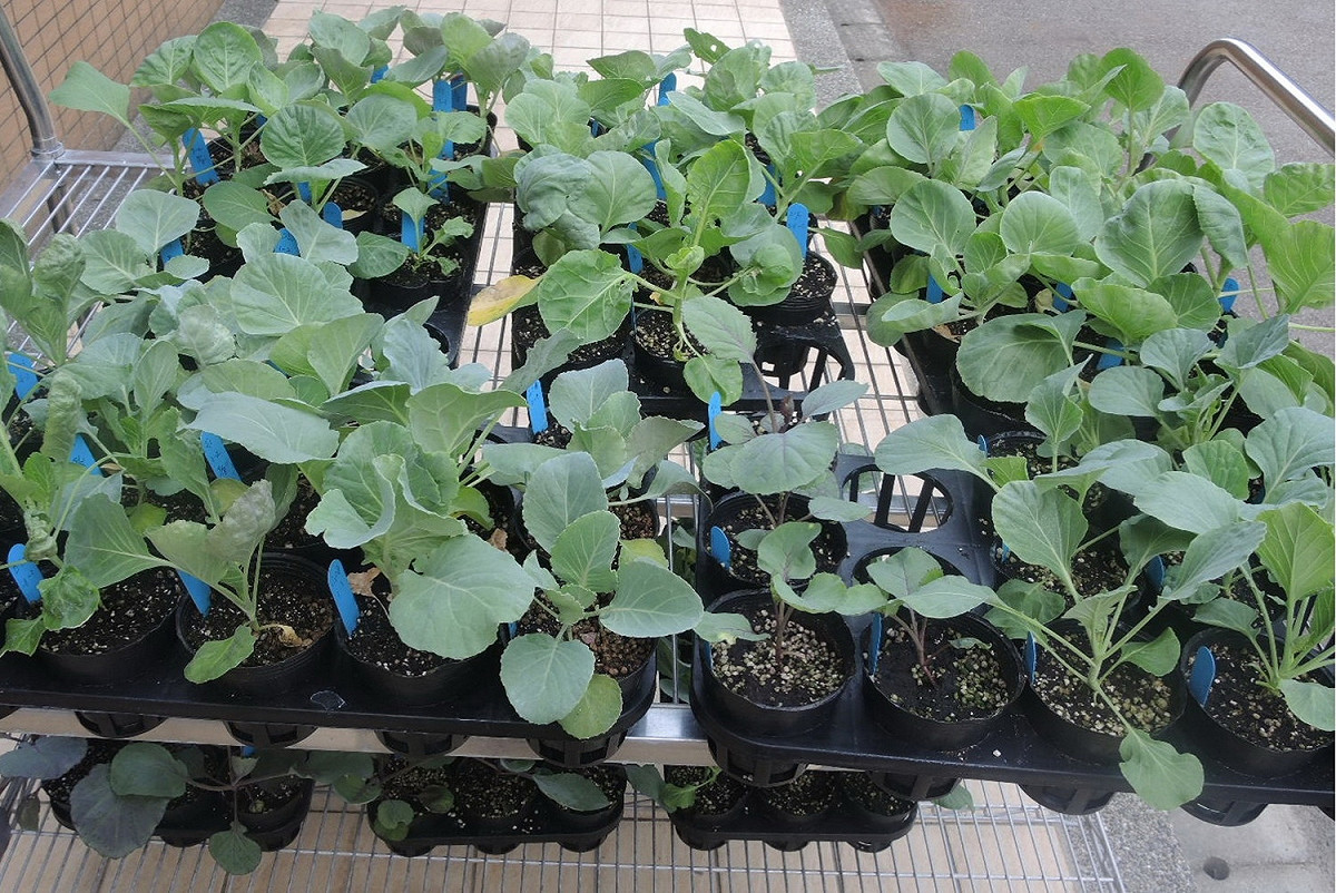 十字花科甘藍類蔬菜小孢子培養流程，馴化完成雙單倍體。 圖：農委會提供
