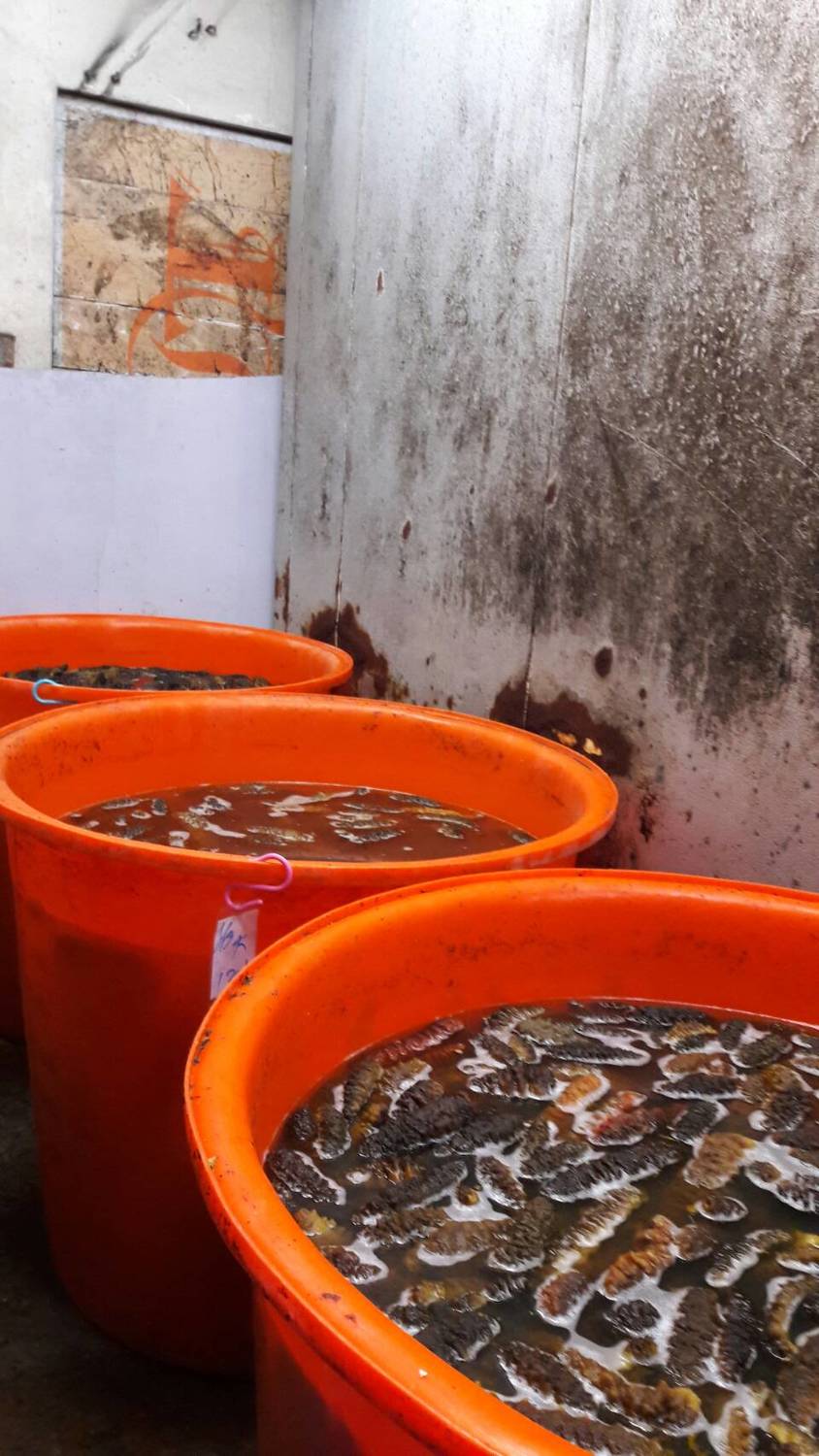 台中市食安處接獲民眾舉報，稽查一家位於台中南區專門生產海參的商號，工廠環境極為糟糕，盛裝海參的容器也未清潔，牆壁亦有許多污痕。 圖：台中市食品藥物安全處/提供