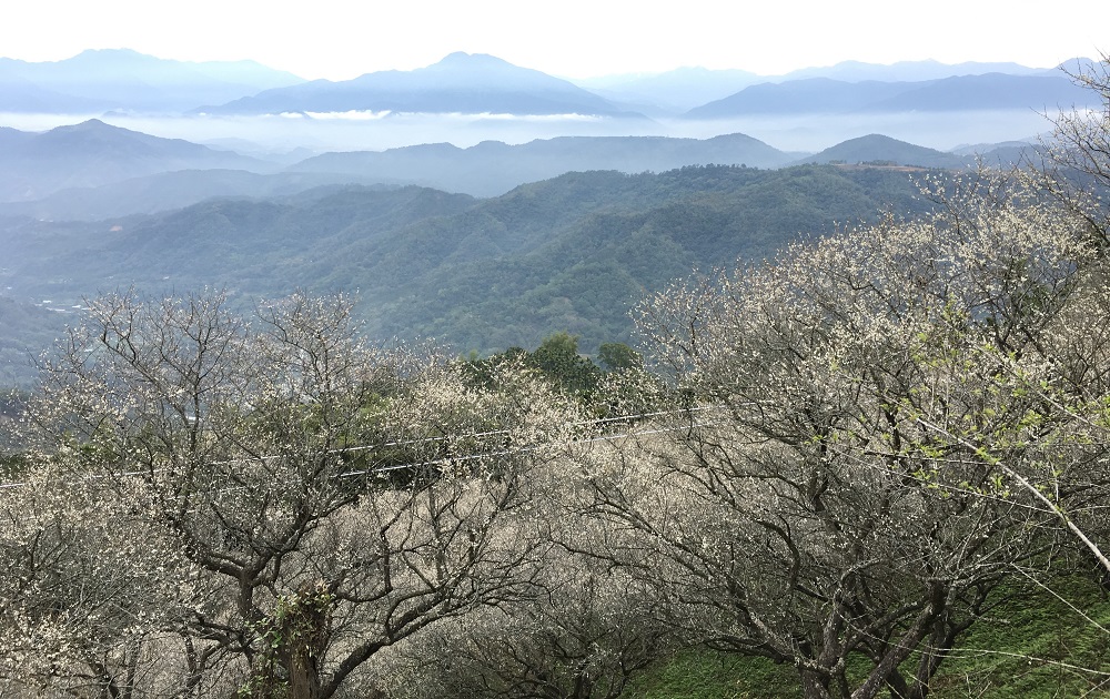 梅花白雪靄靄的散落在山谷間，宛如置身國外白雪紛飛的錯覺。 圖：國姓鄉公所提供