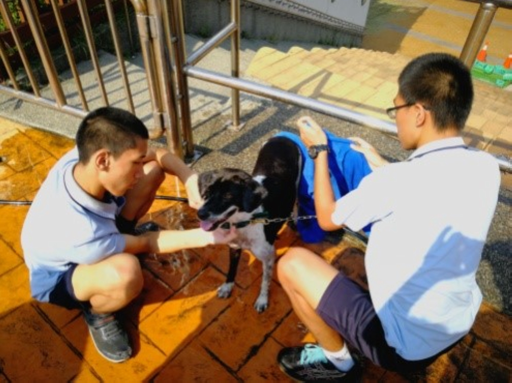 苗栗特教學校學生們，在學習在過程中學習與動物的相處，動手協助校羊與校狗清理身體。 圖：教育部提供