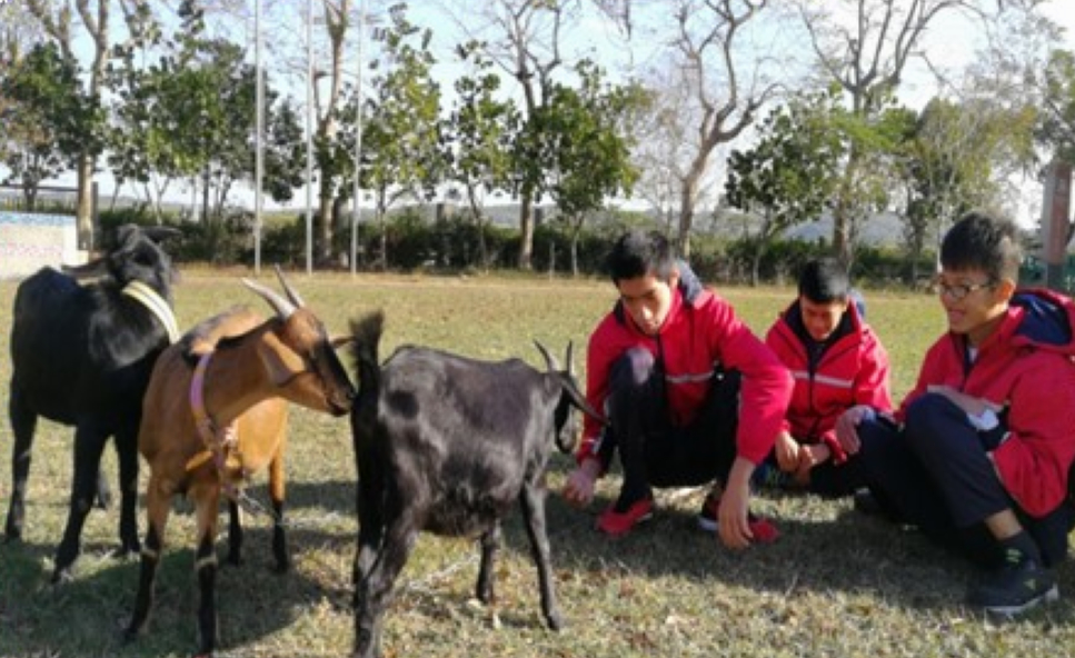 很多家庭不鼓勵孩子養寵物，但 是生命教育要從小開始，教育部國教署補助45所學校推動關懷動物、認養流浪貓犬和成立動保社團。 圖：教育部／提供