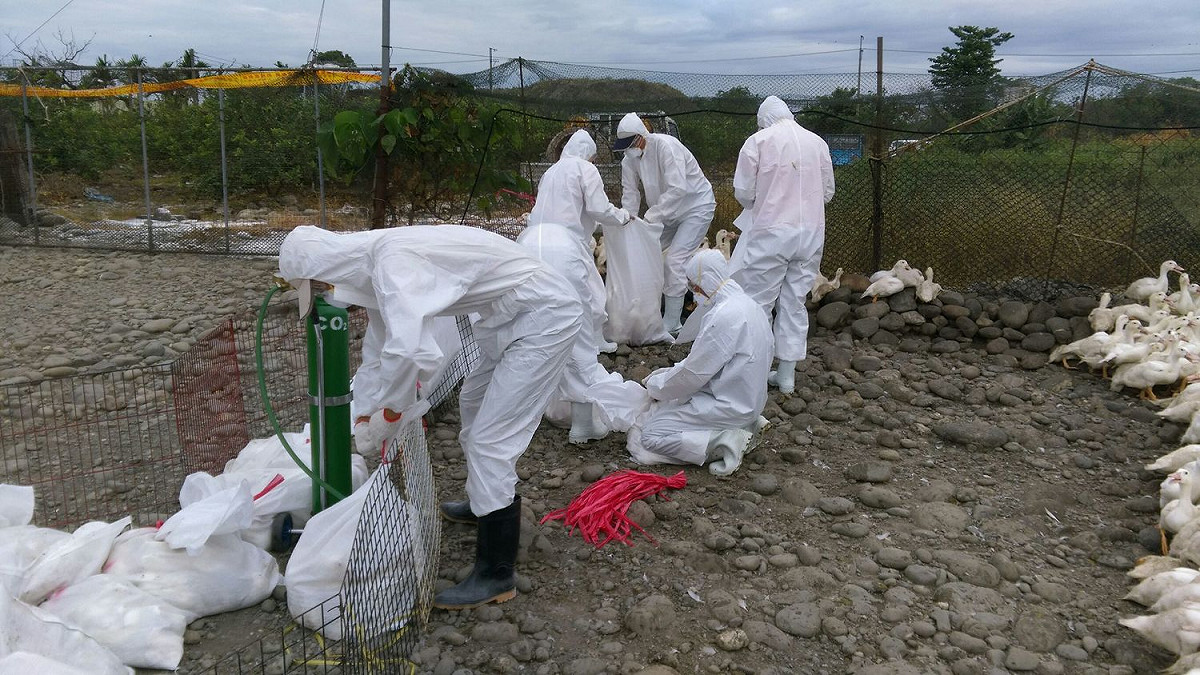 屏東縣執行通報禽流感雞場的撲殺作業。 圖：屏東縣政府提供