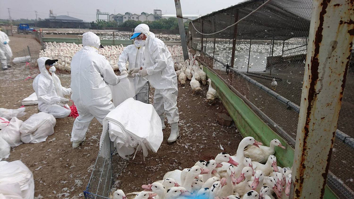 檢疫人員於屏東縣新園鄉撲殺1,588隻肉鴨。 圖 : 屏東縣政府/提供