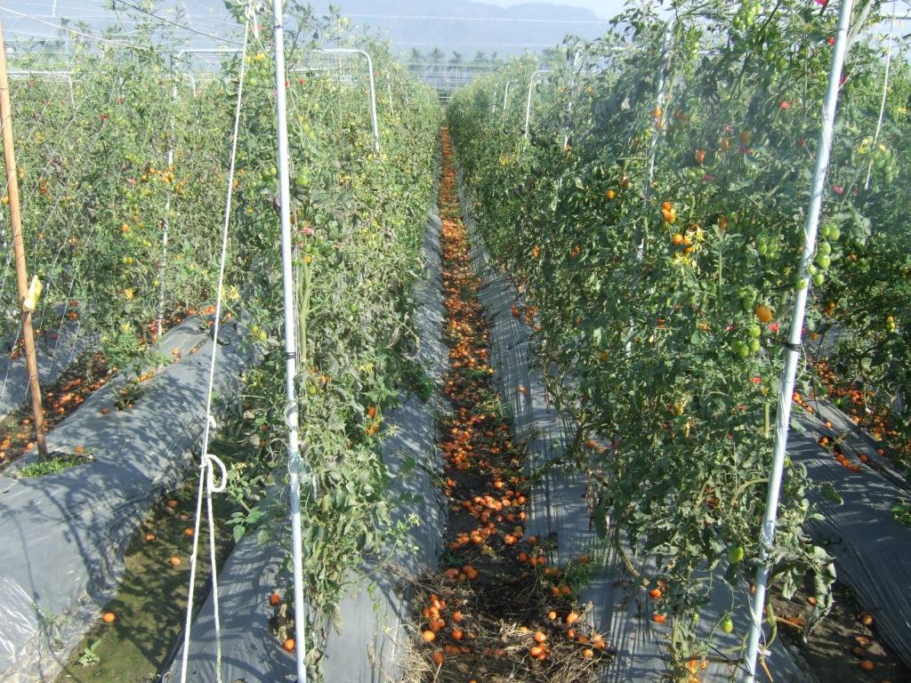 高雄旗美地區1月初受道鋒面影響連日低溫並夾帶降雨，小果番茄正值採收期，陸續傳出裂果、落果等現象。 圖：高雄市農業局／提供