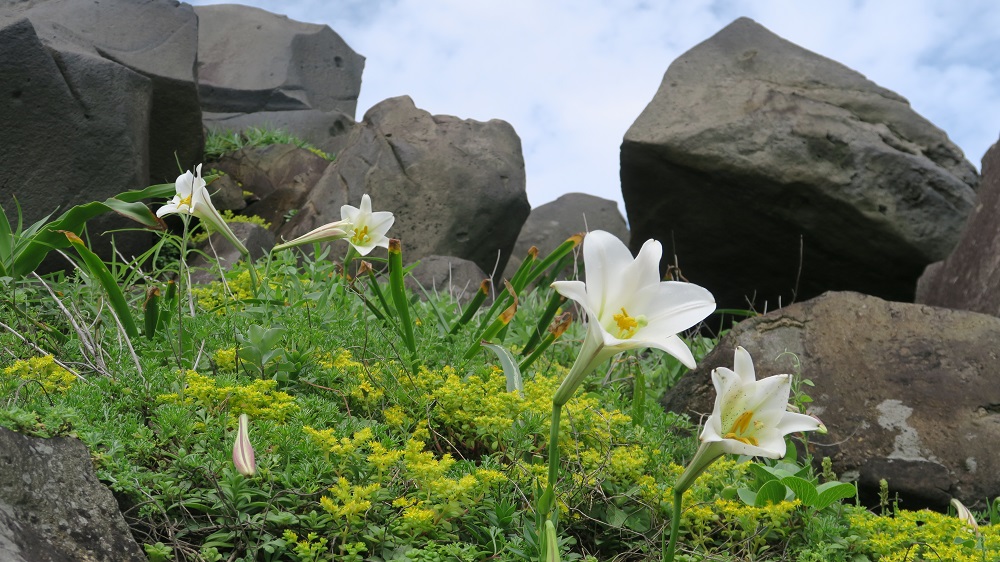 農業局說明，貢寮區龍門里在龍門公園坡地種下1000株台灣百合，由里民負責養護照顧，是社區參與復育的美麗案例之一。 圖：新北市農業局/提供