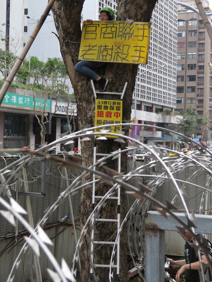 松菸護樹志工爬上路樹，以肉身護樹。 圖：護樹團體／提供