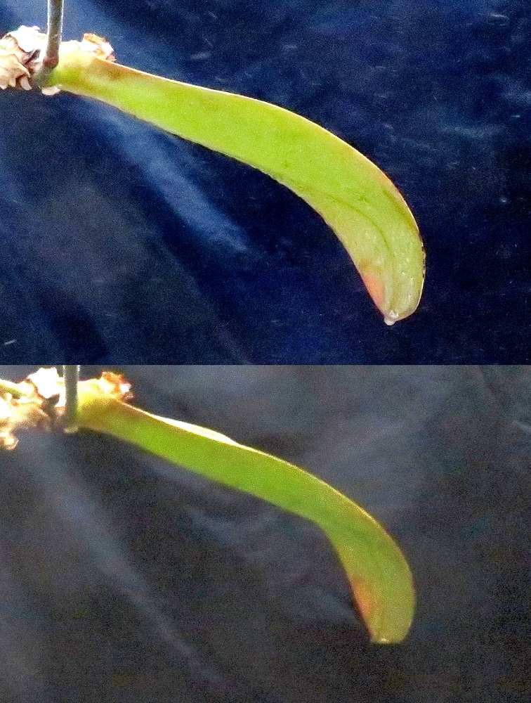 上圖為靜電產生裝置裝開啟，帶負電之藥劑霧滴往帶正電之葉表移動，藥液覆蓋葉片效果佳；下圖為靜電產生裝置裝關閉，相較之下藥液覆蓋葉片效果較差。 圖：農委會提供