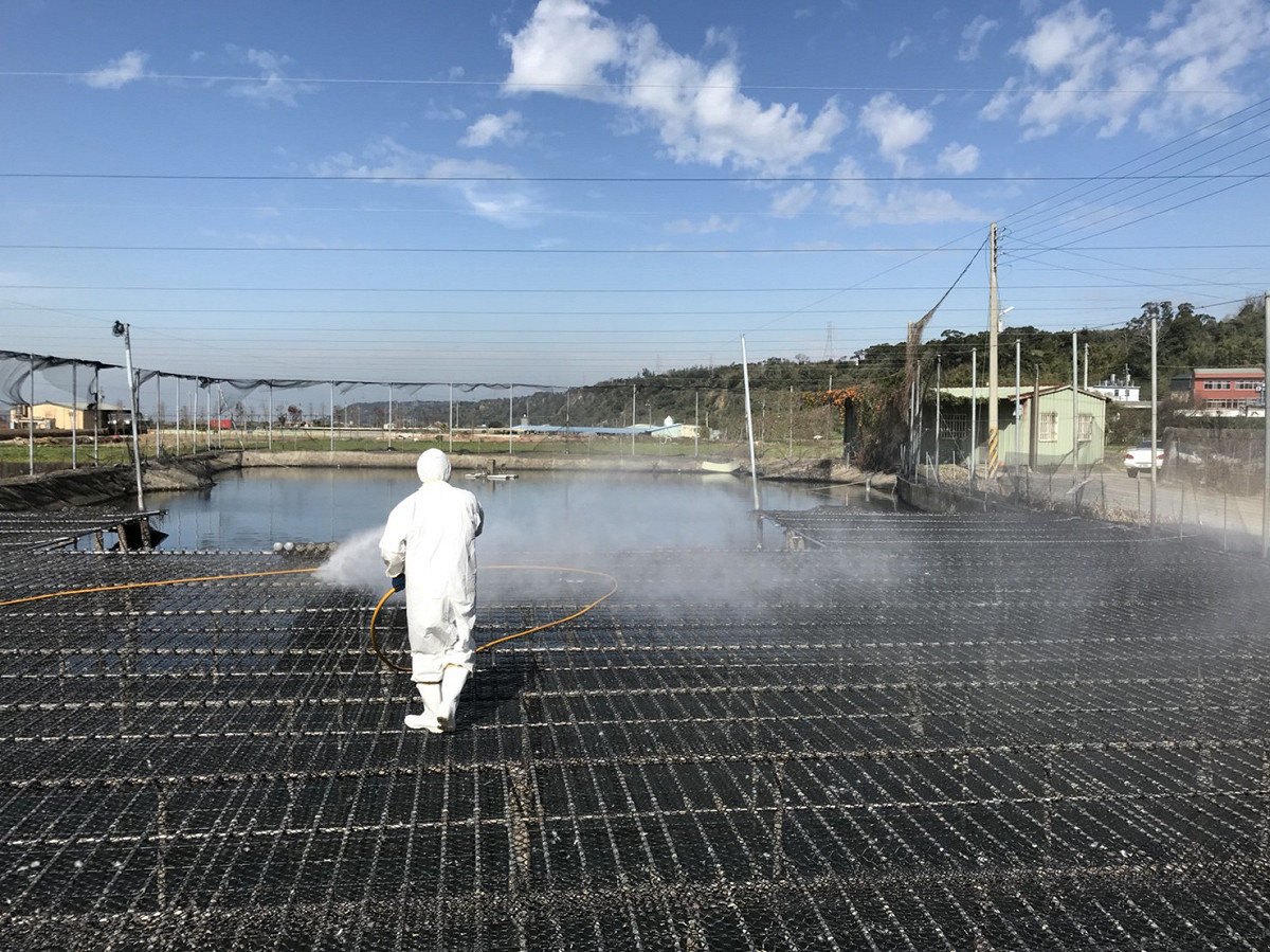 今年至今確診及撲殺禽流感禽場案例共37例，其中加強監測21例，主動通報16例，計約25萬隻家禽遭到撲殺。 圖 : 台中市政府/提供 (新頭殼資料照片)