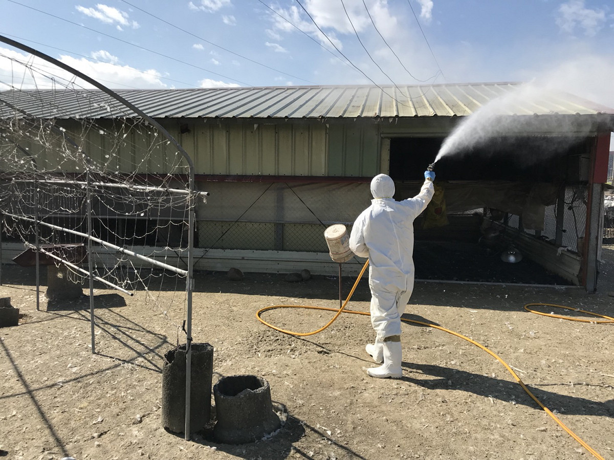 動保處要求轄內家禽業者務必落實自衛防疫及場區清潔消毒工作，徹底執行人車管制、避免與野鳥接觸，並加強禽舍保溫及通風操作，維護良好飼育環境。 圖 : 台中市政府/提供