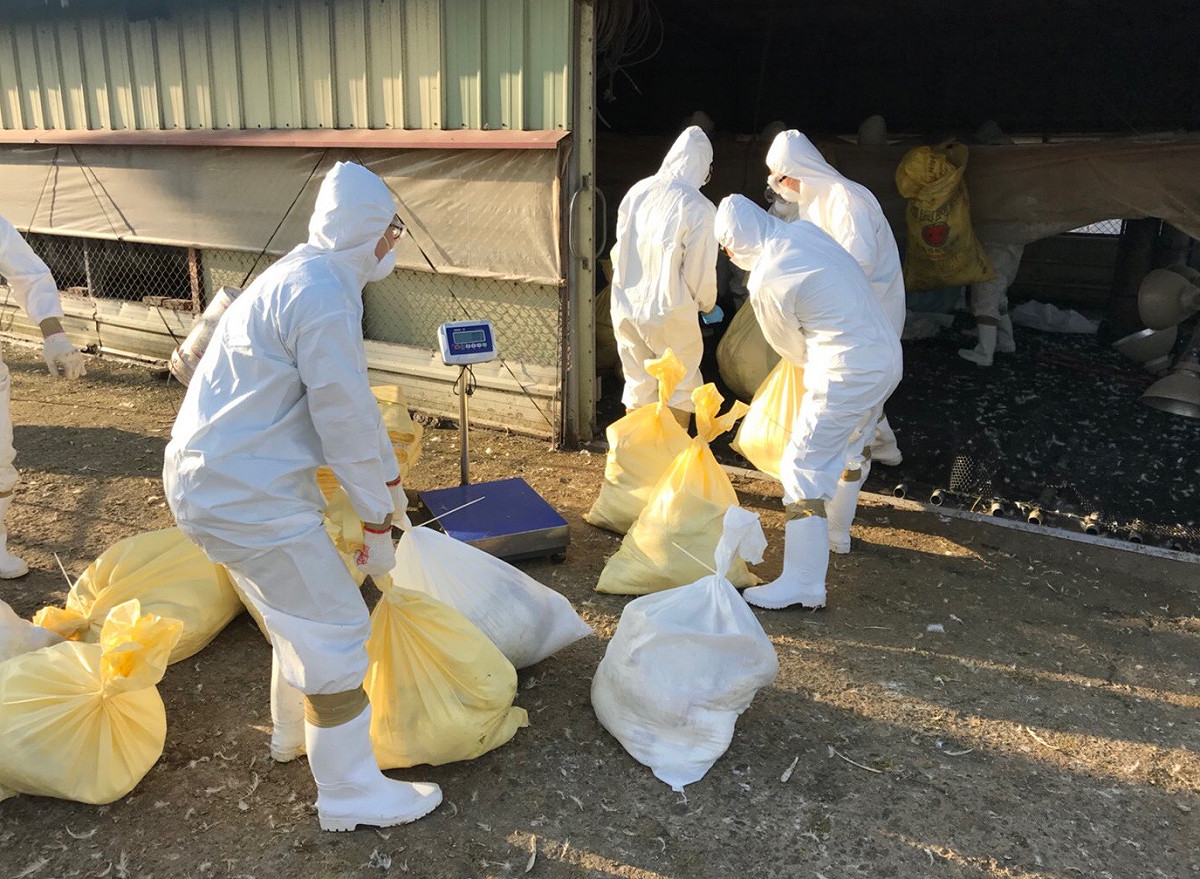 動保處表示，今日已前往確診禽流感的家禽場執行防疫處置，共撲殺1424隻，並立即送往化製場化製，同時加強內外場區消毒工作。 圖 : 台中市政府/提供