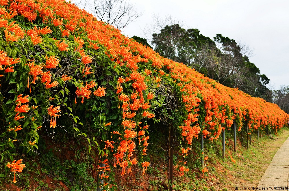 苗栗銅鑼環保公園旁，位在民有路與119鄉道的路口，有條神祕步道，花色由綠轉黃，此時正是炮仗花齊綻放的花季，成為期間限定美景，就為捕捉這「可遇不可求」的浪漫。 圖：Flickr提供Dean Yu開放授權