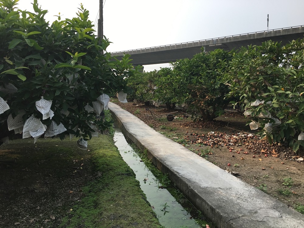 屏東縣提醒，農損影像應有損害程度之遠拍近拍照各一張，與照片中其他明顯地標，便於識別其土地位置等資訊。 圖：屏東縣政府 / 提供