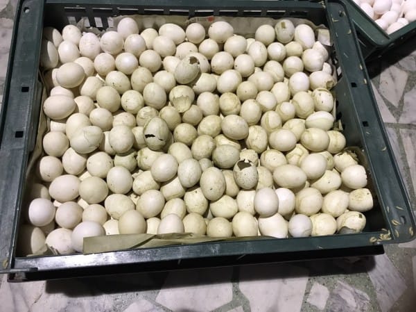 桃園地檢署偵辦萇記泰安販售黑心蛋案，繼去年12月28日查獲過期蛋品，1月24日再度展開第2波搜索，當場查獲已發霉變黑甚至長蟲的蛋品正被打成蛋液。 圖：桃園地方法院檢察署／提供