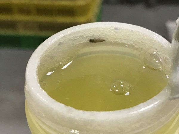萇記泰安公司將外觀破損蛋品敲打製成蛋液，或以變質發霉、長蟲的蛋品製成蛋液，混充、掩蓋新鮮蛋液。 圖：桃園地方法院檢察署／提供