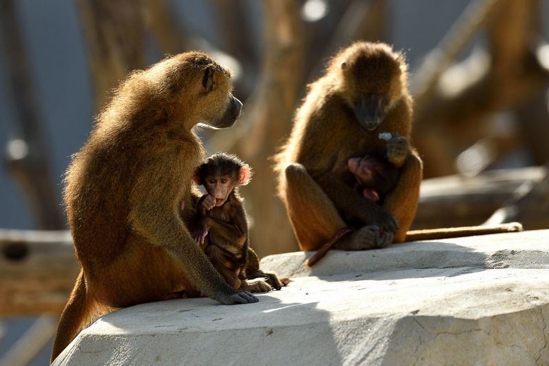法國巴黎動物園26日約50隻狒狒從活動園區逃脫，迫使園方緊急疏散參觀民眾。 （圖取自巴黎動物園臉書facebook.com/ParcZoologiqueDeParis）
