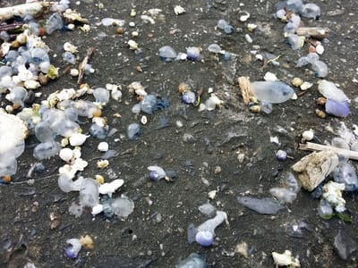 台東東海岸沙灘近日發現大量被海浪打上岸的「僧帽水母」屍體，具有毒性，醫師呼籲遊客不要碰觸。 圖：衛福部台東醫院提供