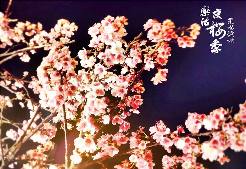 公園處在內湖樂活櫻花季期間於內湖樂活公園櫻花步道規畫燈光照明，營造夜櫻浪漫氛圍。 圖：內湖夜櫻季FB粉絲專頁提供