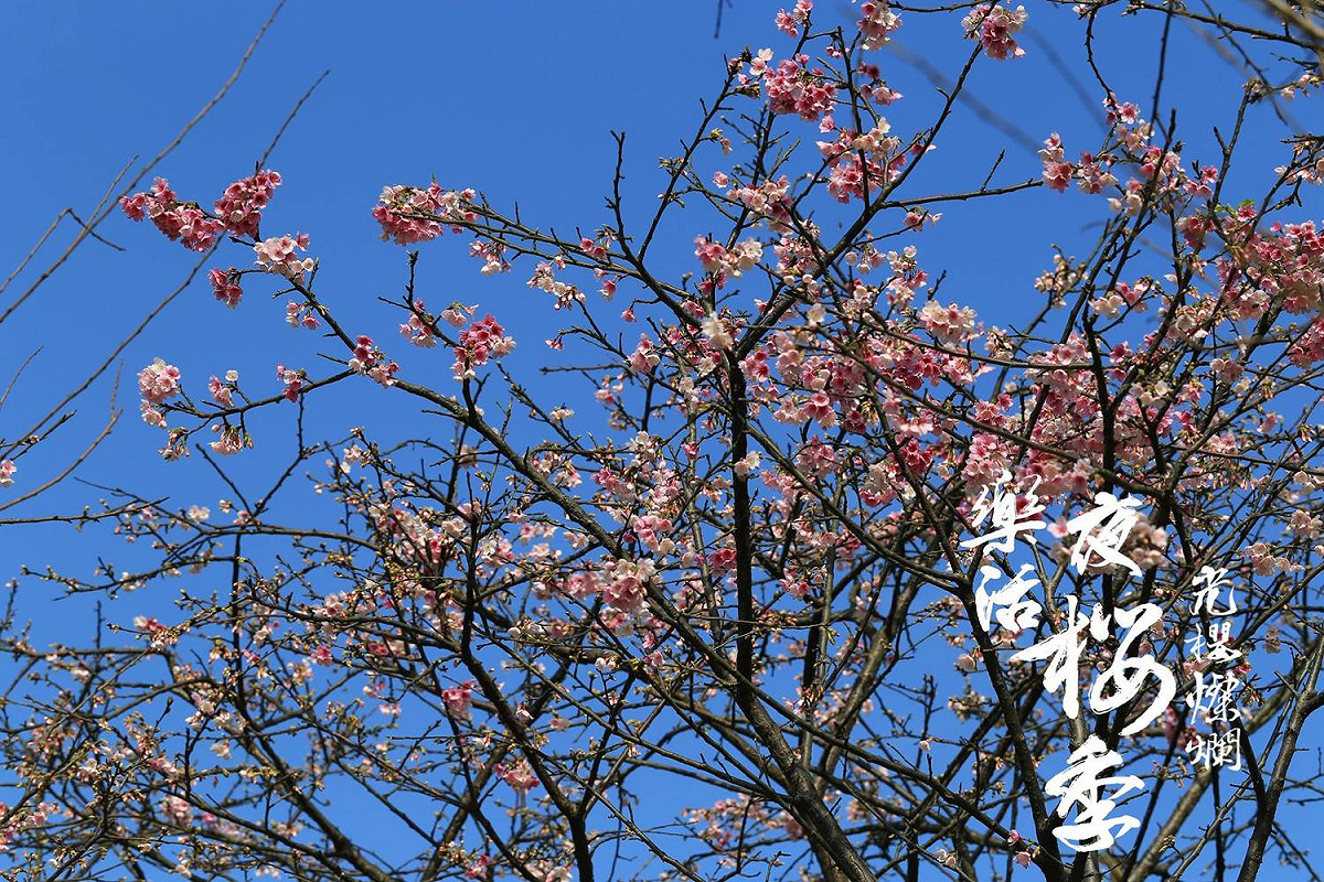 花卉試驗中心主任宋馥華強調，為宣傳夜櫻季活動提升人氣，除了開幕式外，還舉辦多項精彩假日活動。 圖：內湖夜櫻季FB粉絲專頁提供