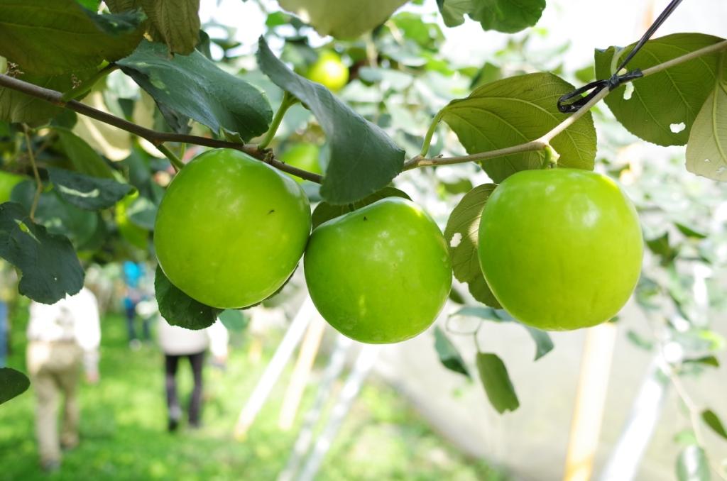 農業局表示，高雄市蜜棗栽植面積是全國第一，2018全國蓮霧及棗優質管理果園評鑑中，拿下3位首獎的特等獎項。 圖：農業局提供