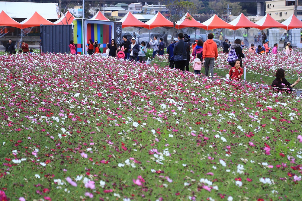 農業局表示，龍井區種植各式各樣的花卉植物，有百日草、波斯菊、油菜花等景觀綠肥作物。 圖：台中市政府提供