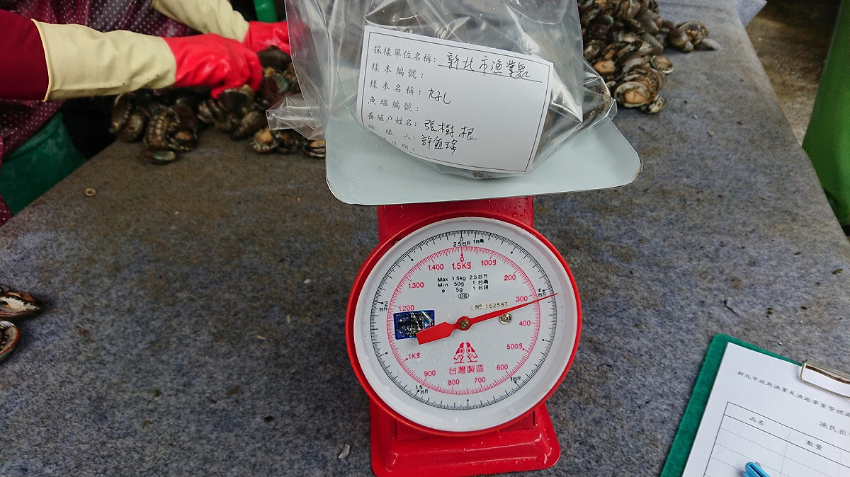 農業局表示，本次抽驗43件水產品，包括鮑魚4件、九孔30件、鱒魚3件、鱸魚2件及鱘龍魚4件等，經孔雀綠等7項藥物殘留分析，均合乎衛生福利部動物用藥殘留標準相關規定。 圖：新北市政府提供