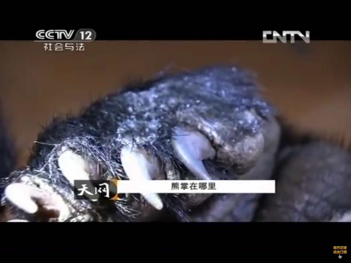 老虎、熊、大象、犀牛和穿山甲等瀕危或受保護物種的部位，在中國具有相當大的市場。圖為2013年，中國境內湖南武陵山脈破獲的熊掌盜獵案資料畫面。
 圖：翻攝自Youtube