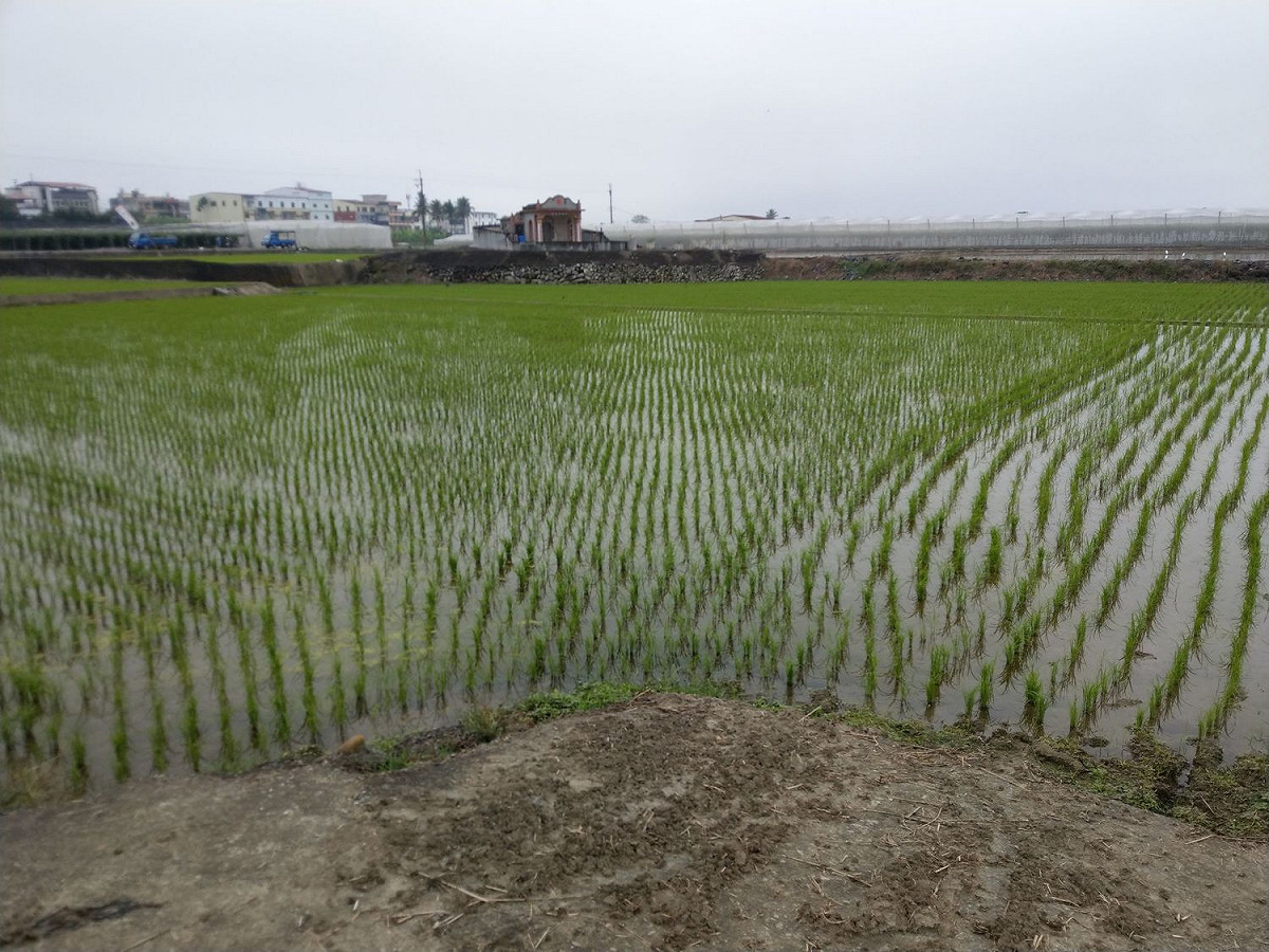 農業局提醒農民朋友，水稻淹水約3到5公分以防寒。 圖：高雄市政府提供