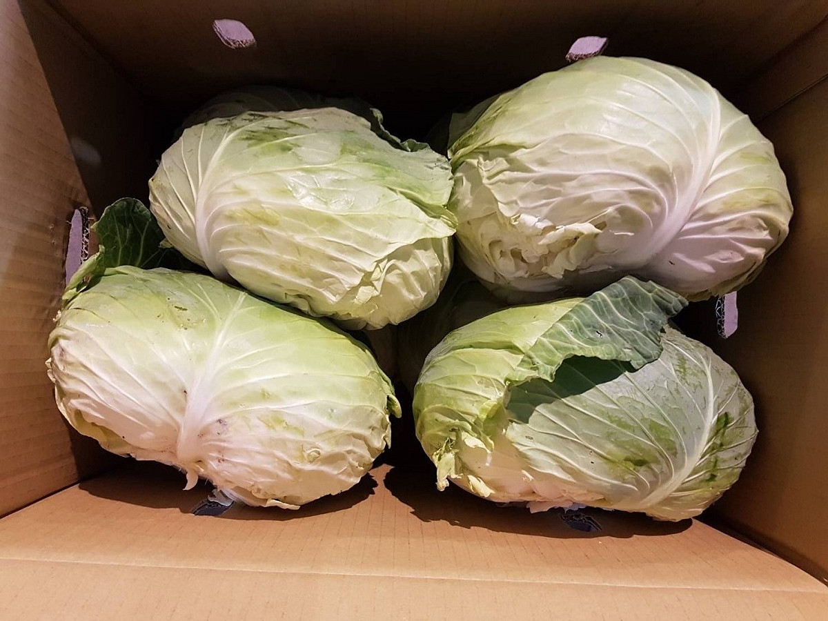 行政院農委會農糧署表示，台灣目前是各種蔬菜的盛產期，外銷量屢創新高。 圖：農糧署提供