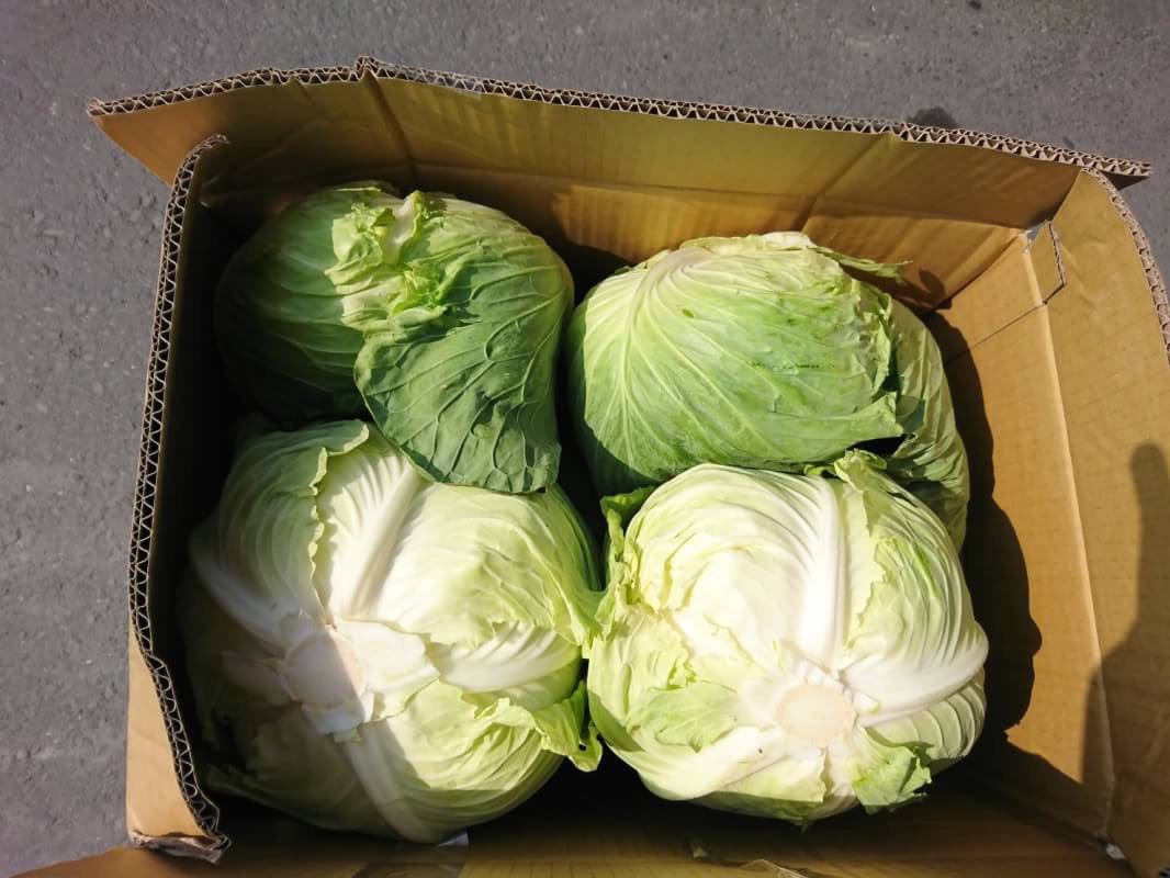 農糧署提到，冬季為台灣蔬菜最適產期，病蟲害相對少，蔬菜種類多元且品質優良。 圖：農糧署提供