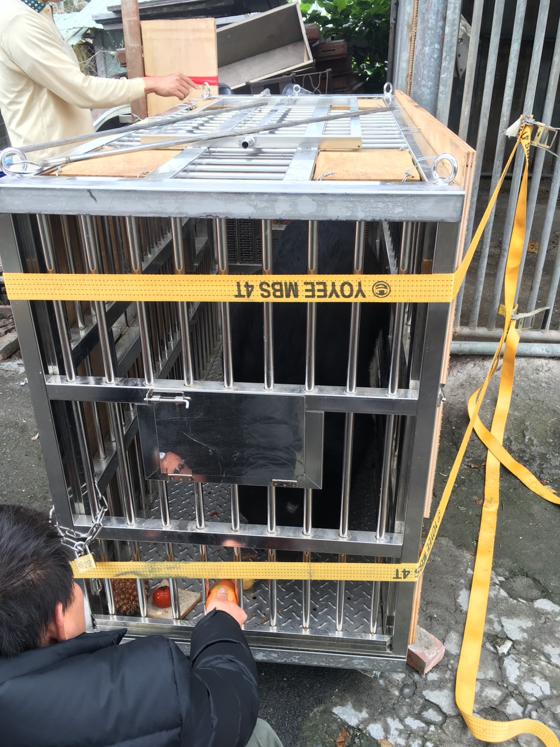 搬遷台灣黑熊過程。 圖：屏東縣政府/提供