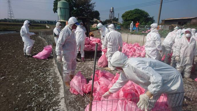 雲林縣今(4)日確診有雞場H5N2亞型高病原性禽流感，採取預防性撲殺，共計撲殺1萬4千多隻雞。 圖：雲林縣政府／提供