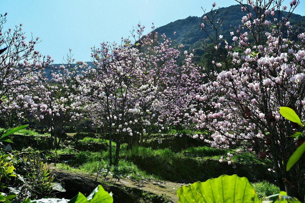 淡水楓樹湖木蓮花遠看有種櫻花的錯覺。 圖：Flickr提供蕣嶸 楊開放授權