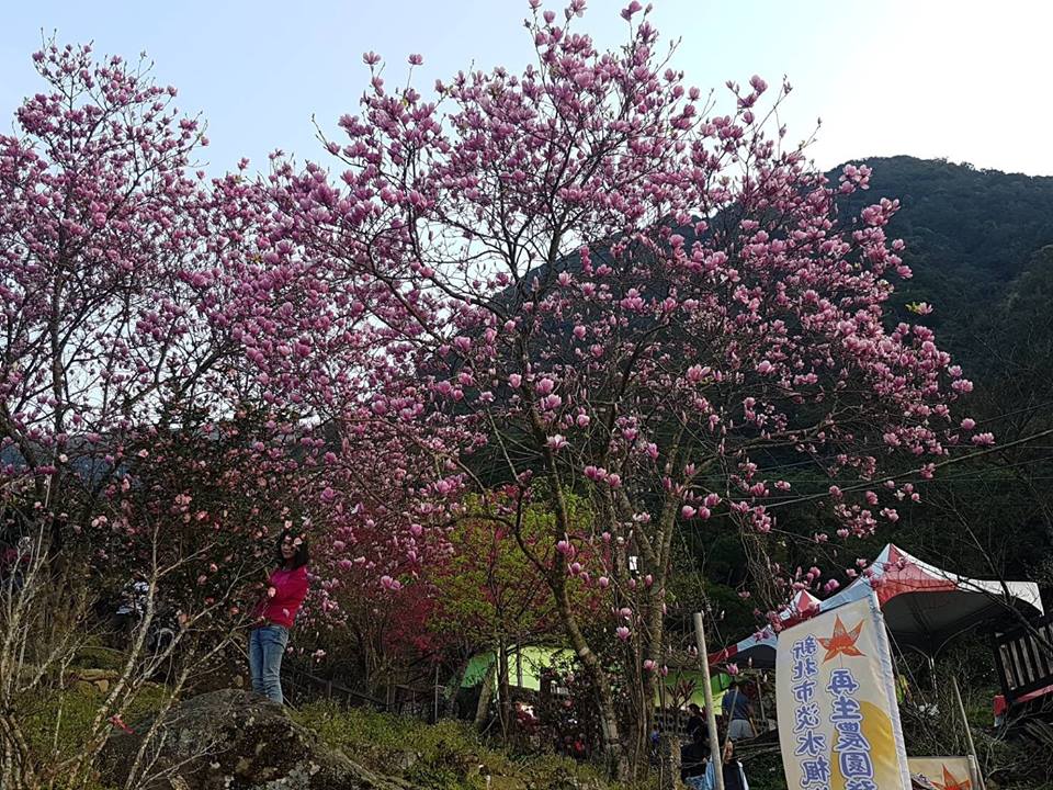 淡水楓樹湖木蓮花同樣也是每年必追的花海之一！ 圖：賞花快報FB粉絲專頁提供
