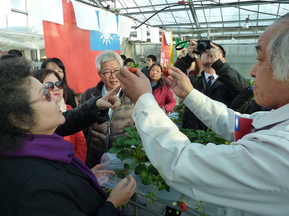 陳菊至山形縣DORIMU農園考察溫室草莓種植技術。 圖：高雄市政府/提供