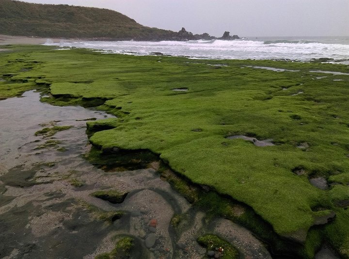 老梅綠石槽位於北海岸石門區老梅海岸，是由海蝕溝槽和海藻共同構成。 圖：交通部北觀處提供