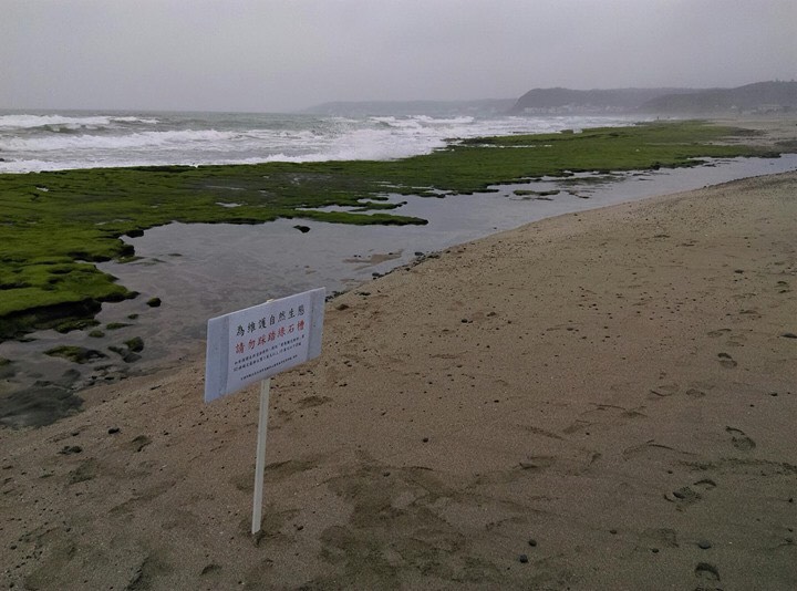 由於今年綠石槽提早轉綠，讓這片季節限定的綠地毯增添了北海岸翠綠多姿的身影。 圖：交通部北觀處提供