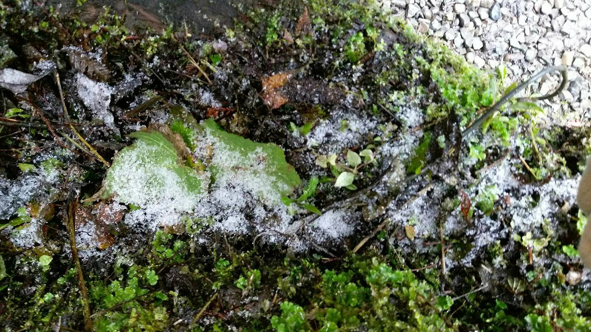 桃園市拉拉山也出現降雪情形，不過並沒有明顯積雪，僅為碎冰落在地面上。 圖：桃園市觀旅局提供