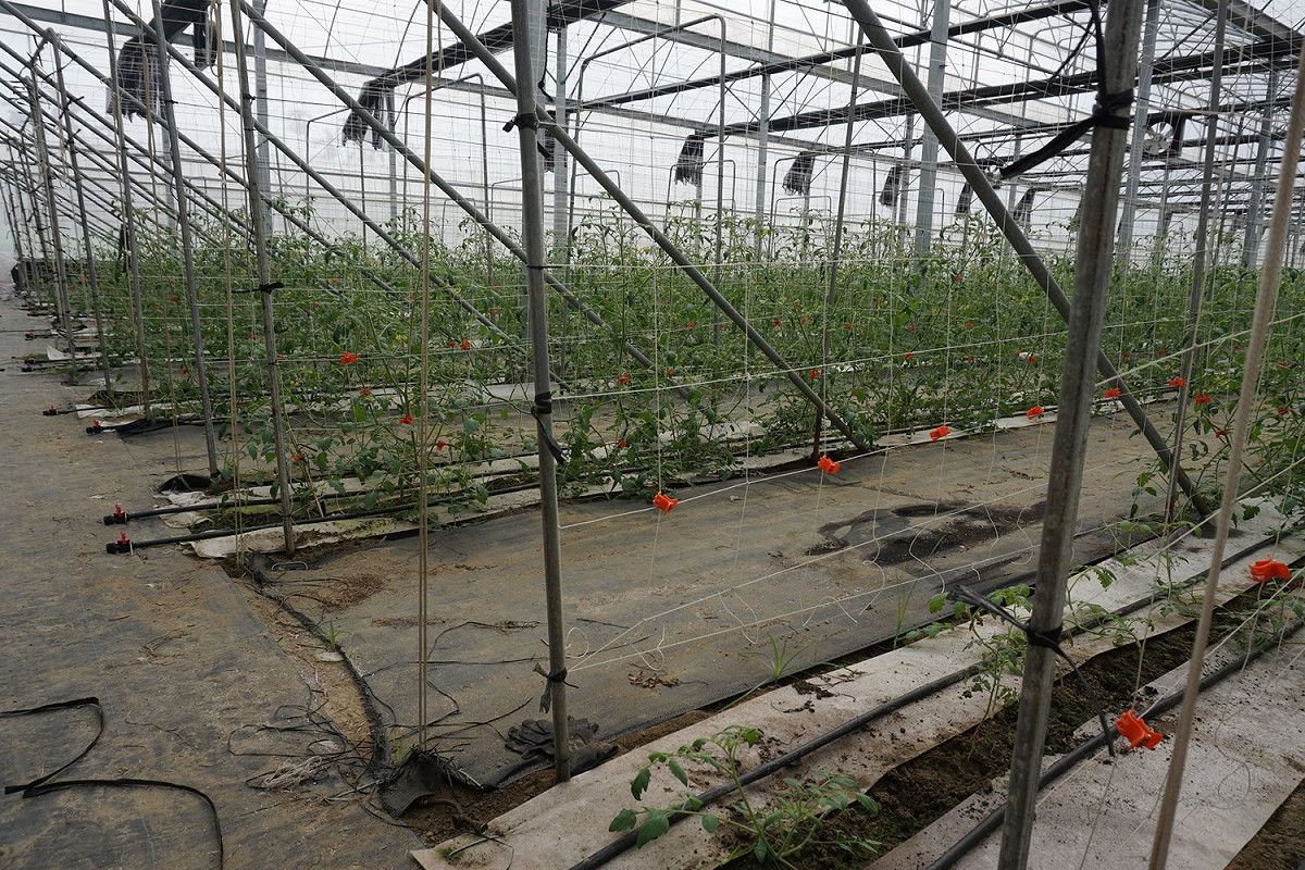 農委會補助高雄市政府農業局，首創辦理「旱作管路灌溉」補助，以協助農友朋友克服灌溉水源不足之苦。 圖：農業局提供