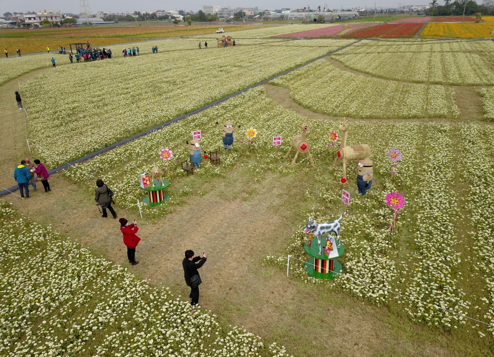 嘉義縣太保市花海節，今年為延長花期，25公頃的有機田區全部播撒百日草。 圖：嘉義縣政府/提供