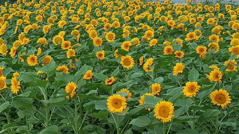 「葵花迎賓滿杉林-2018年春節杉林向日葵花海」，即將在寒假春節期間，於周六(10)日開園，共有四大花區，盛開到春節收假的2月25日。 圖：葵花迎賓滿杉林FB粉絲專頁提供