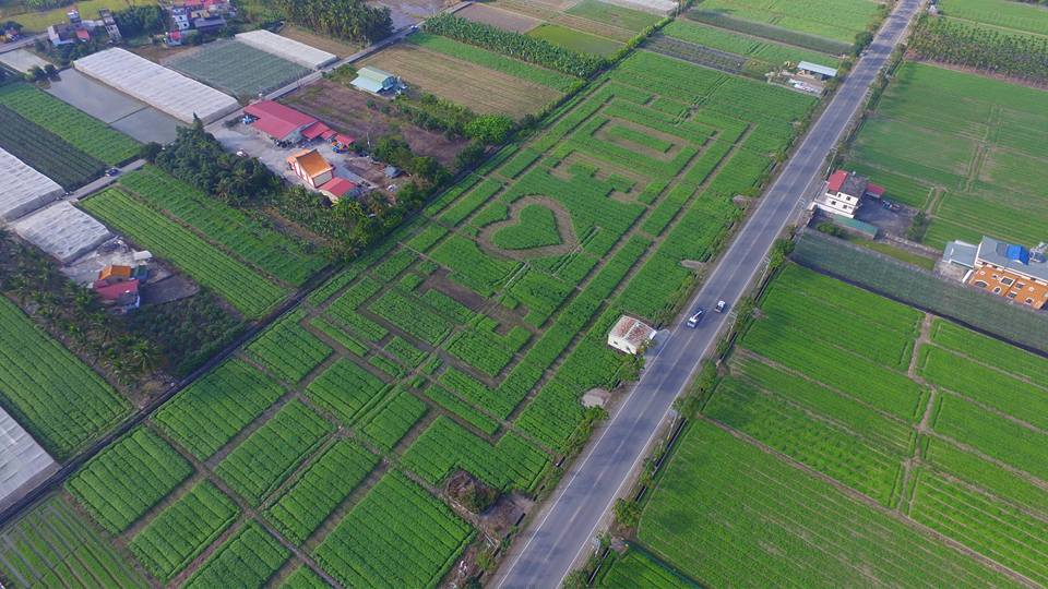 最具特色的全台最大向日葵迷宮登場，面積達3公頃主場葵花迷宮，地點在高181線道旁。 圖：葵花迎賓滿杉林FB粉絲專頁提供