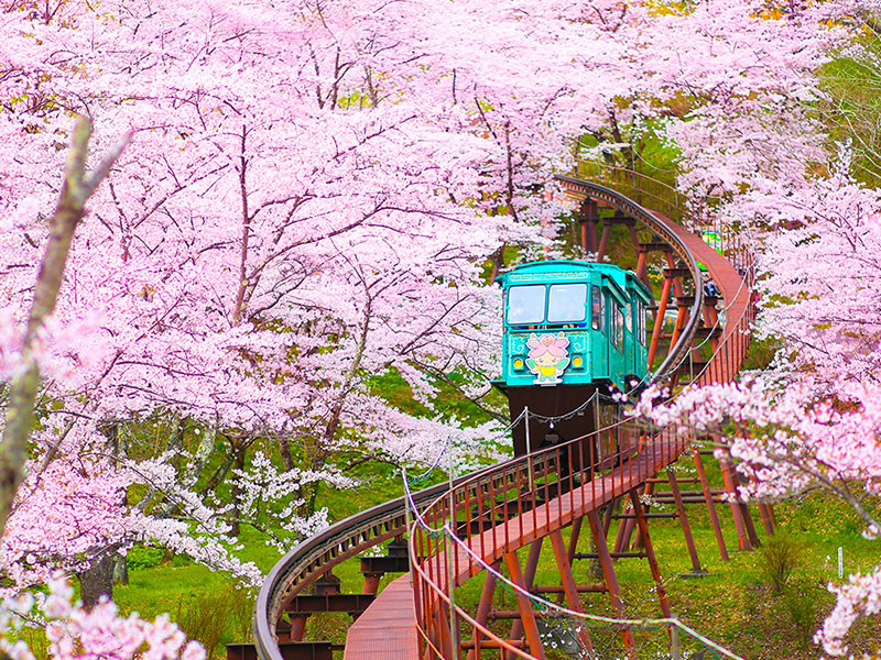 每年3月下旬到4月是日本櫻花季，總吸引大批旅客，賞櫻熱點日本東北地帶也擁有眾多櫻花百選名所，其中搭乘賞櫻列車更是不可錯過。 圖：易遊網提供