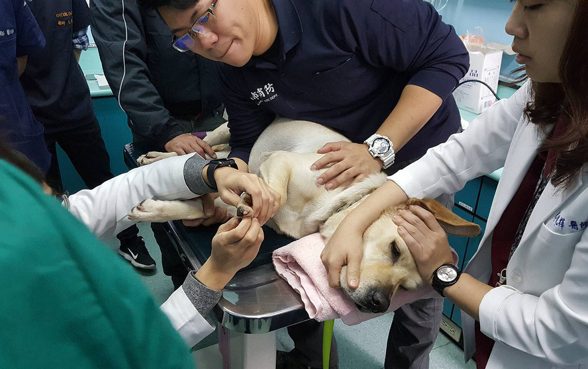 花蓮大地震後，搜救犬「鐵雄」投入救援任務成功找到受困的花蓮統帥飯店員工，執勤過程中卻出現右耳急性發炎與右前肢不適。鐵雄今 (10) 天任務完成，返回台中後隨即被送往中心大學獸醫教學醫院進行治療。 圖：中興大學/提供