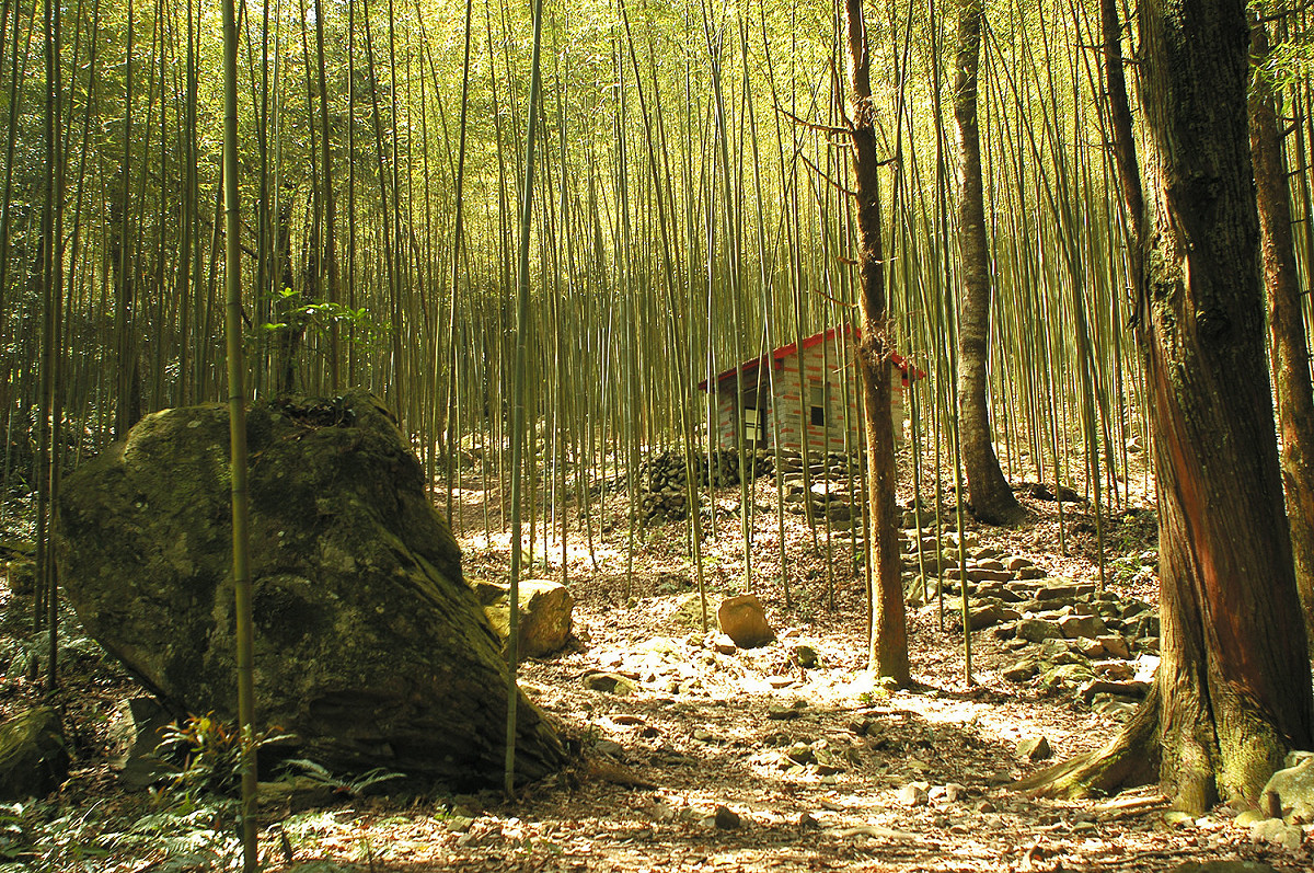 八仙山國家森林遊樂區竹林步道，讓你漫步竹林中，有股置身電影場景的錯覺。
 圖 ：林務局提供